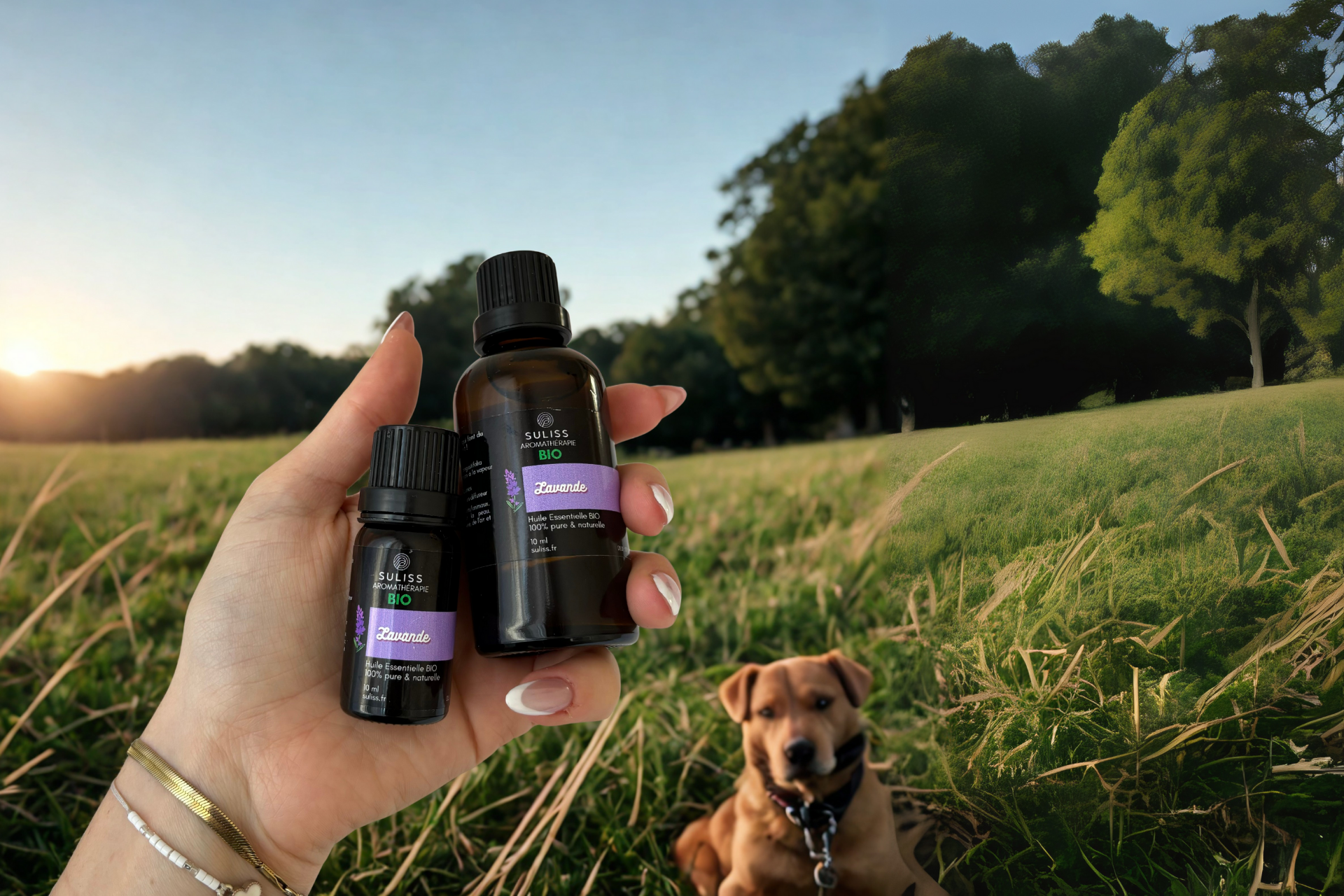 Les huiles essentielles non toxiques pour les chiens