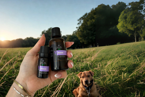 Les huiles essentielles non toxiques pour les chiens